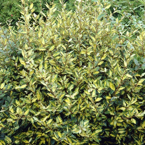 Elaeagnus pungens Maculata Hedge x5