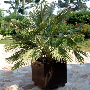 European Fan Palm Tree (Chamaerops Humilis) Chamaerops Humilis