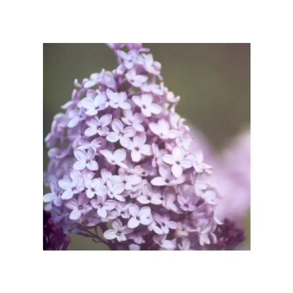 evangeline lilac