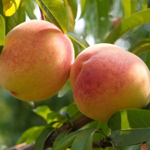 fairtime peach tree