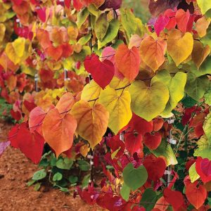 Flame Thrower® Redbud Tree (Cercis canadensis 'NC2016-2' PPAF) Cercis canadensis 'NC2016-2' PPAF