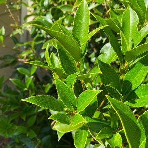 Fragrant Tea Olive Tree (Osmanthus fragrans) Osmanthus fragrans