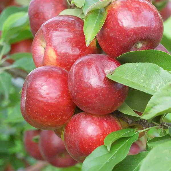 frostbite apple tree