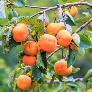 fuyu persimmon tree