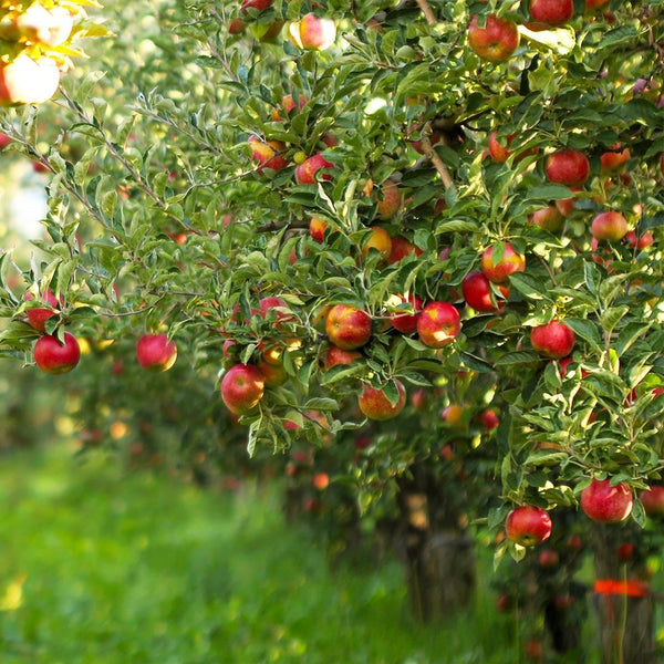 Gala Apple Tree - USDA Organic (Malus domestica 'Gala') Malus domestica 'Gala'