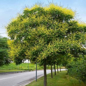 Golden Raintree (Koelreuteria paniculata) Koelreuteria paniculata
