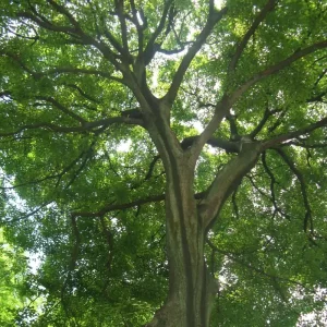 hackberry tree