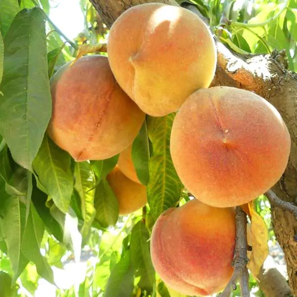 hale haven peach tree