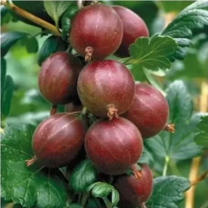 hinnomaki red gooseberry bush