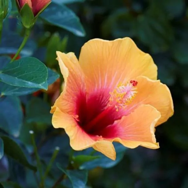 hollywood hibiscus social butterfly