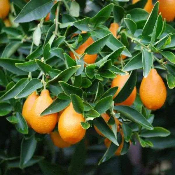 indio mandarinquat tree