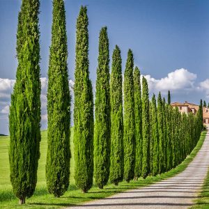 Italian Cypress (Cupressus sempervirens) Cupressus sempervirens