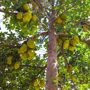 Jackfruit Tree (Artocarpus heterophyllus) Artocarpus heterophyllus