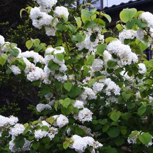 Japanese Snowball Bush (Viburnum plicatum) Viburnum plicatum
