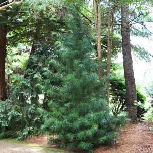 Japanese Umbrella Pine Tree (Sciadopitys verticillata) Sciadopitys verticillata