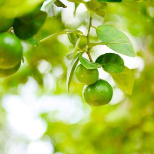Key Lime Bush (Citrus aurantifolia) Citrus aurantifolia