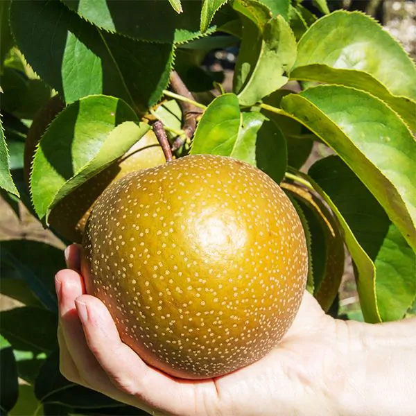 korean giant asian pear tree