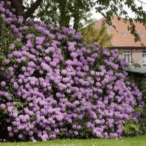 Lavender Rhododendron Shrub