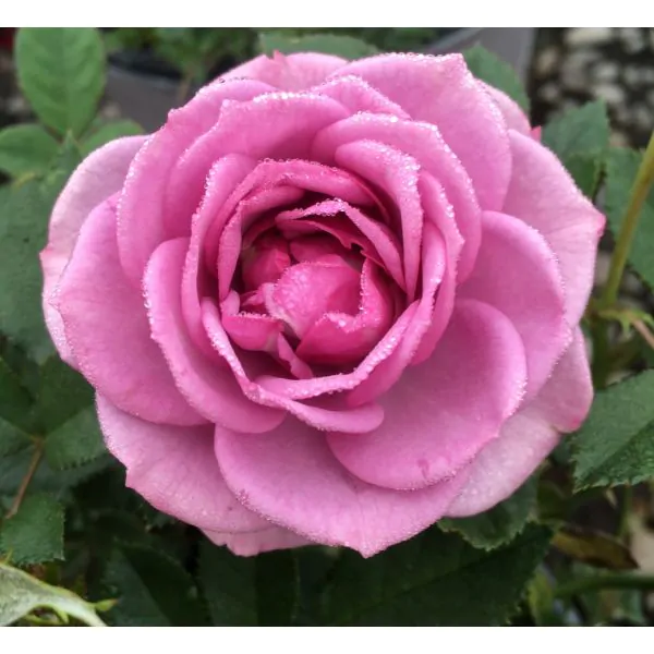 lavender veranda rose