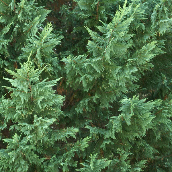 Leyland Cypress Tree (Cupressus) Cupressus