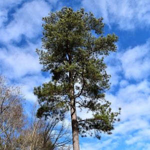 Loblolly Pine Facts