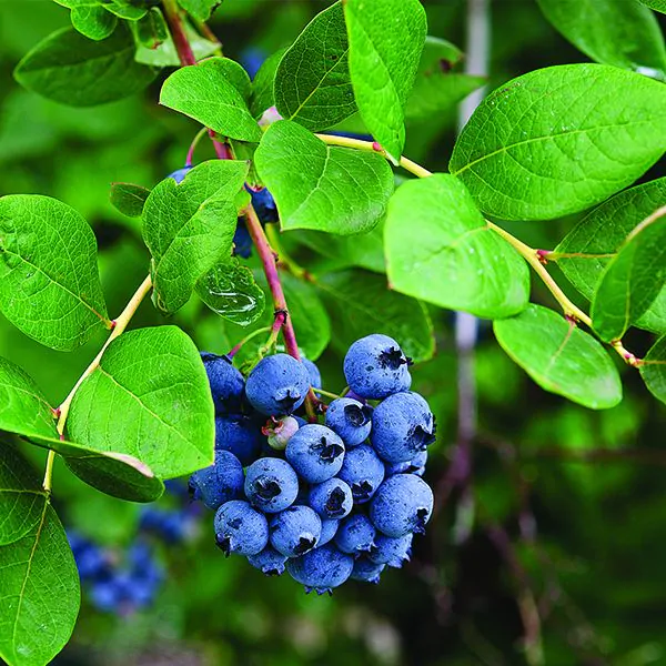 mini blues blueberry bush