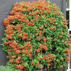 Mohave Pyracantha (Firethorn)