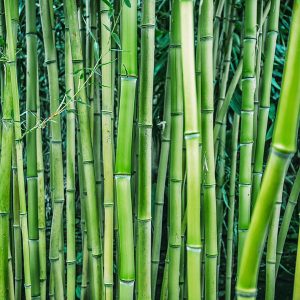 Multiplex Bamboo (Bambusa Glaucescens 'Alphonso Karr') Bambusa Glaucescens 'Alphonso Karr'