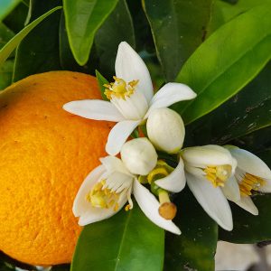 Navel Orange Tree (Citrus sinesis 'Osbeck') Citrus sinesis 'Osbeck'