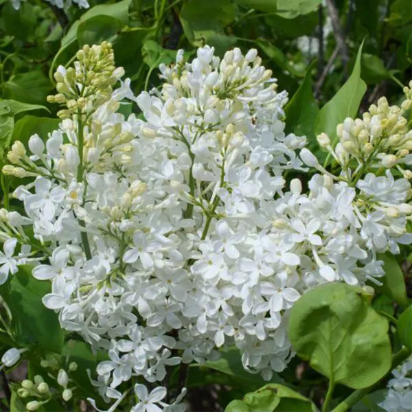 new age white lilac