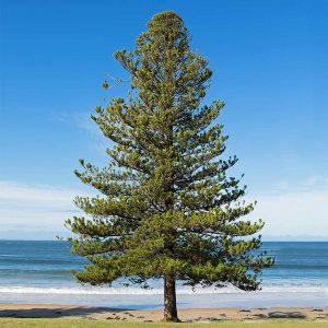 Norfolk Island Pine Tree (Araucaria heterophylla) Araucaria heterophylla
