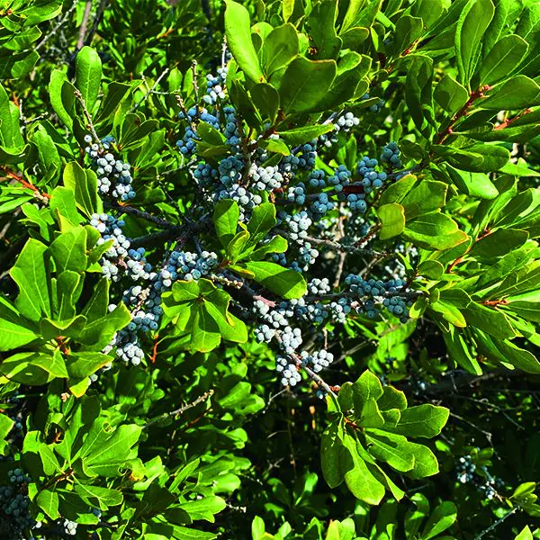 northern bayberry