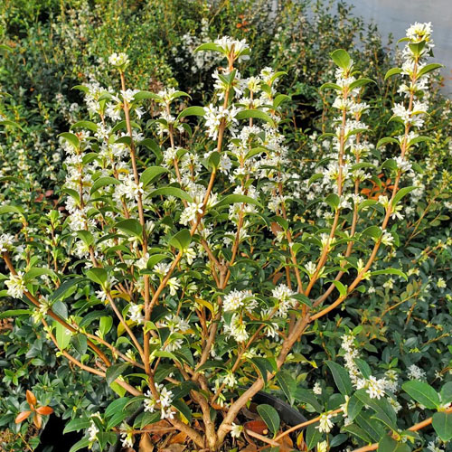 Osmanthus × burkwoodii