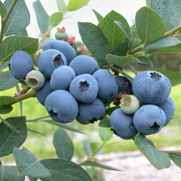 patriot blueberry bush