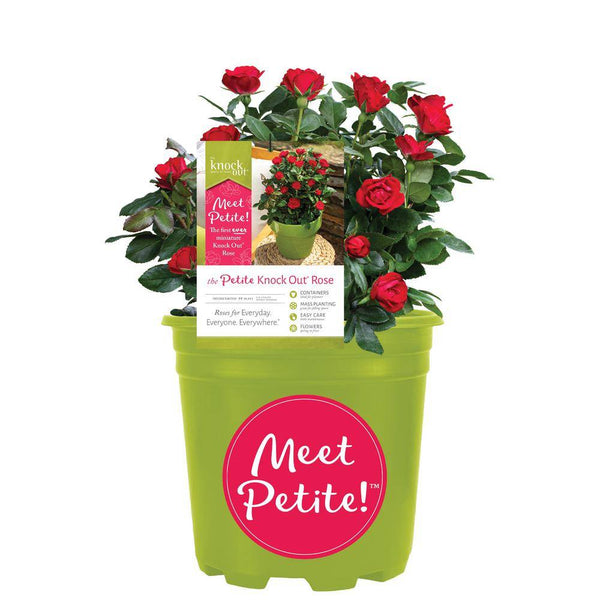 petite knock out rose