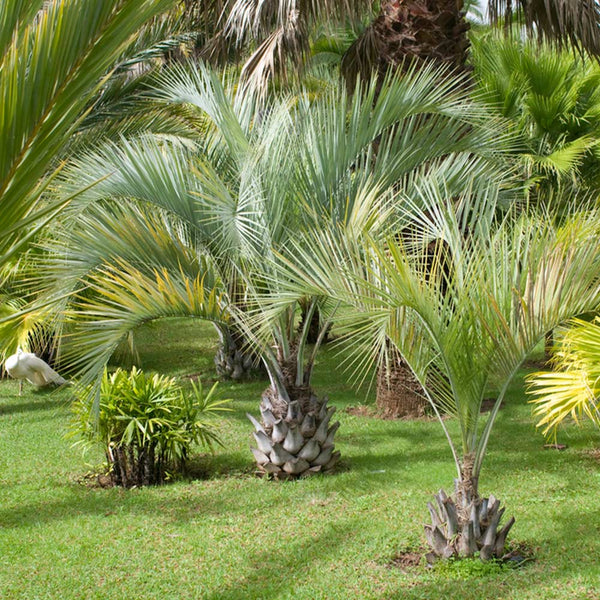 Pindo Palm (Butia capitata) Butia capitata
