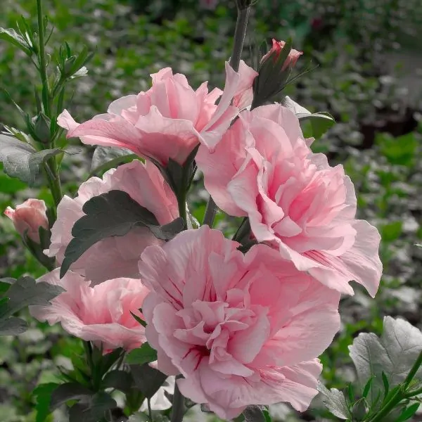 pink chiffon rose of sharon tree form