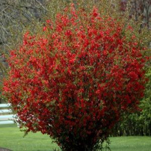 Red Flowering Quince Tree