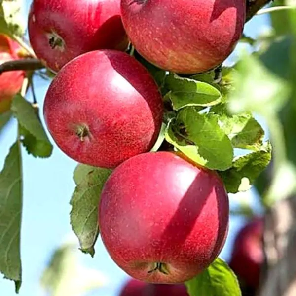 red jonathan apple tree