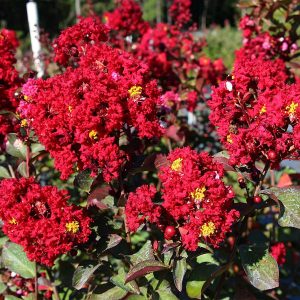Red Rocket Crape Myrtle (Lagerstroemia indica 'Red Rocket') Lagerstroemia indica 'Red Rocket'