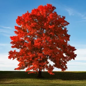 red sunset maple
