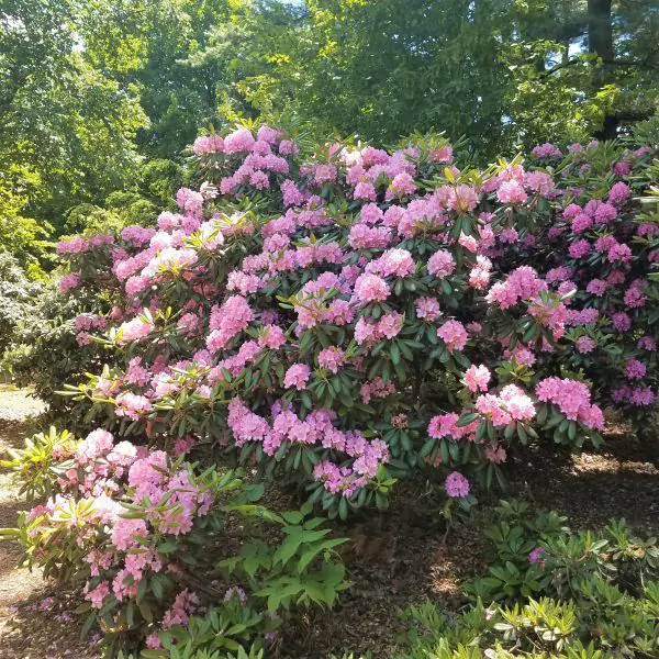roseum pink rhododendron