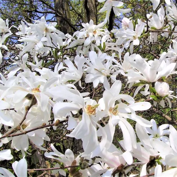 royal star magnolia shrub