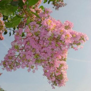 Sioux Crape Myrtle (Lagerstroemia x 'Sioux') Lagerstroemia x 'Sioux'
