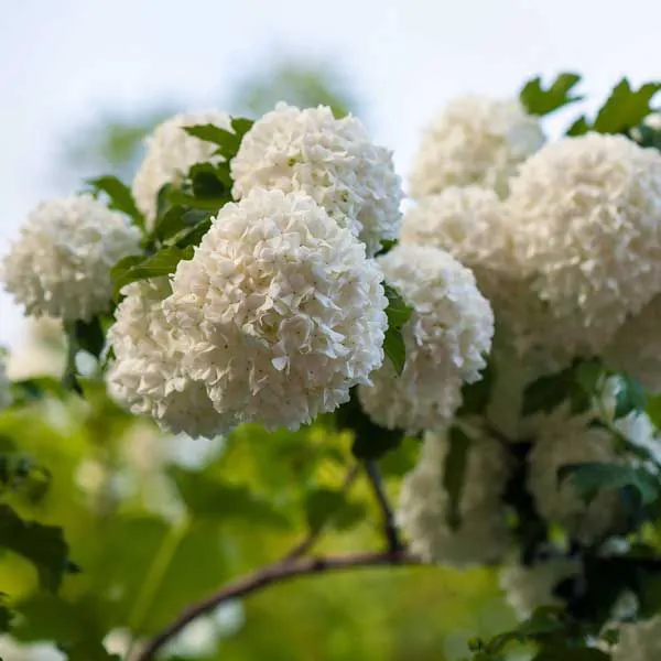snowball viburnum tree form