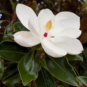 Southern Magnolia (Magnolia grandiflora 'Bracken's Brown Beauty') Magnolia grandiflora 'Bracken's Brown Beauty'