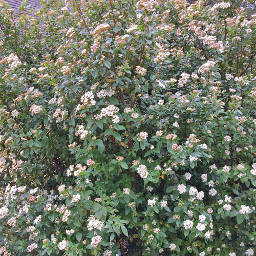 Spring Bouquet Viburnum