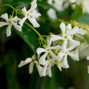 Star Jasmine (Trachelospermum jasminoides) Trachelospermum jasminoides