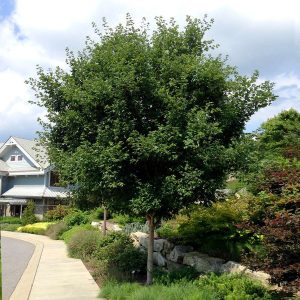 Sugar Maple Tree (Acer saccharum) Acer saccharum