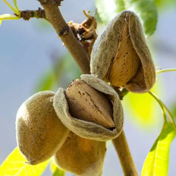 texas mission almond tree